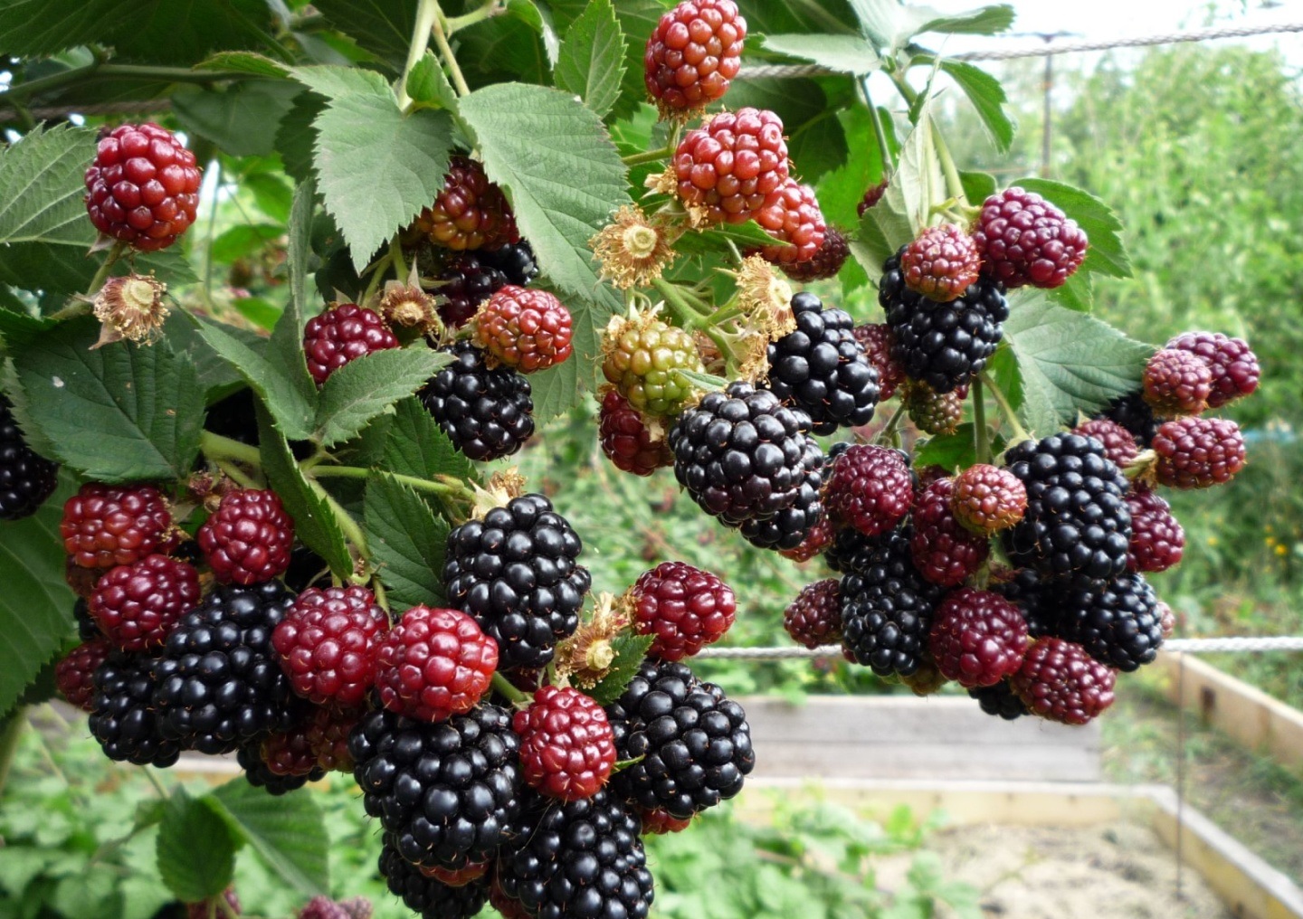 ежевика саженец, реальное фото, плоды ежевики ежевика саженец, реальное фото, плоды ежевики